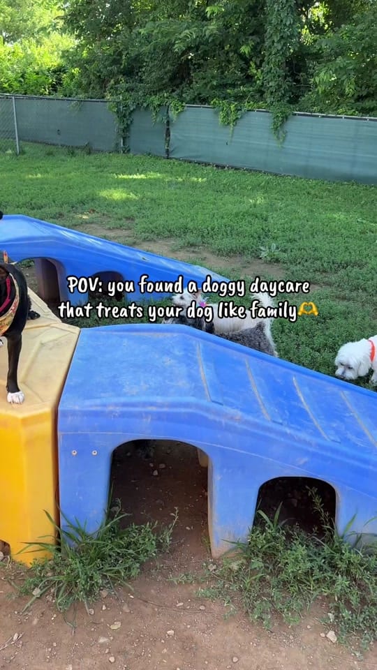 Post 5 by Miss Kitty’s Dog Resort on TikTok (video)