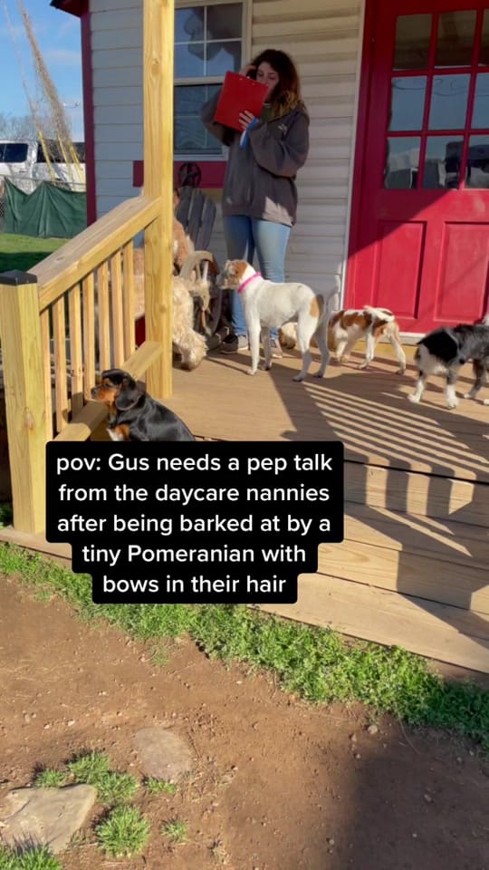 Post 10 by Miss Kitty’s Dog Resort on TikTok (video)