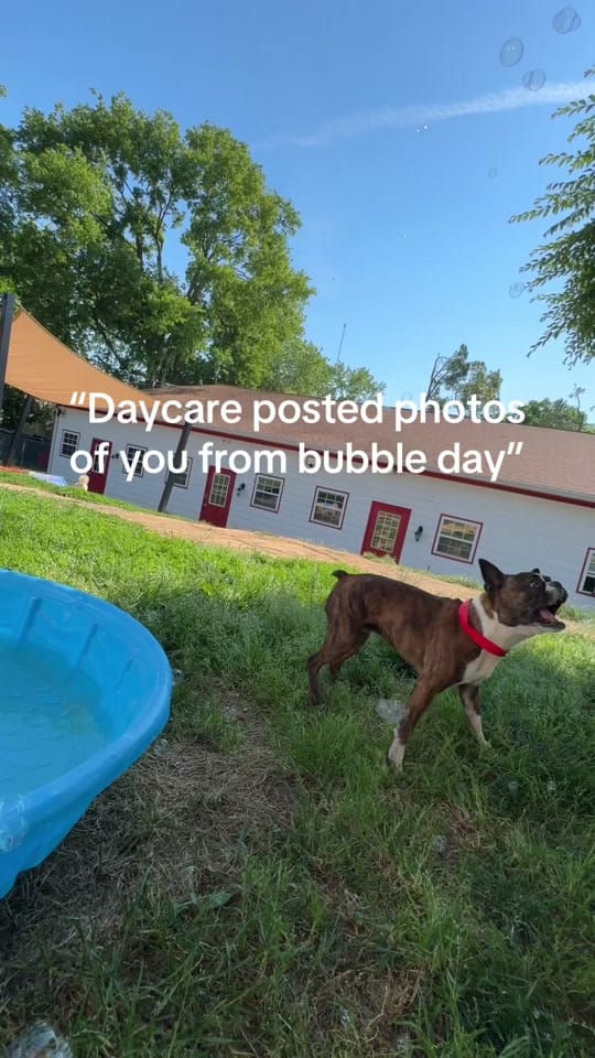 Post 6 by Miss Kitty’s Dog Resort on TikTok (video)