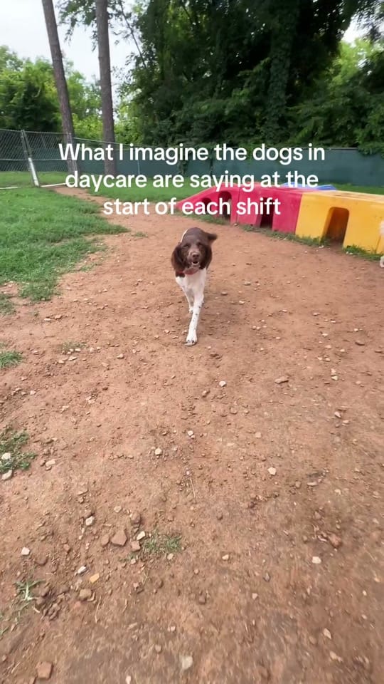 Post 7 by Miss Kitty’s Dog Resort on TikTok (video)