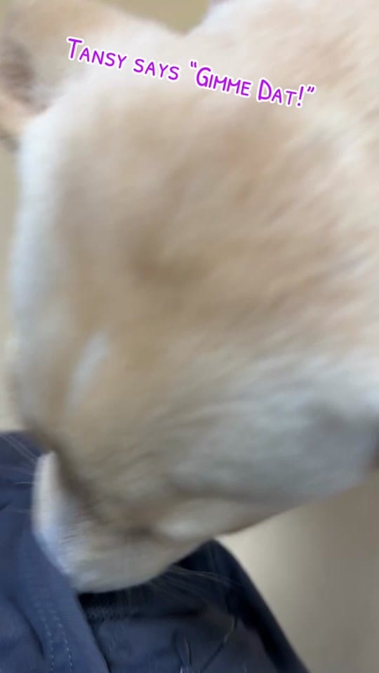 Post 1 by Desoto Parish Animal Services on TikTok (video)