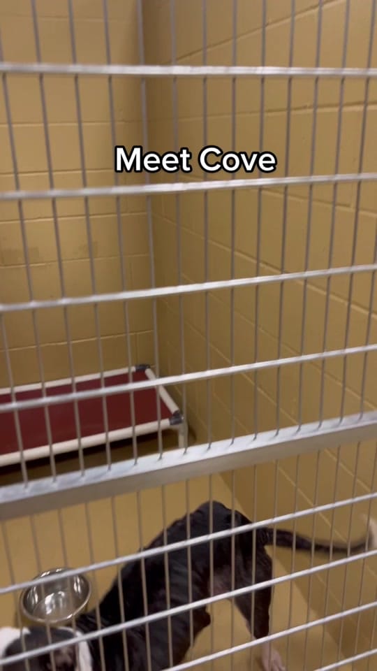 Post 3 by Desoto Parish Animal Services on TikTok (video)