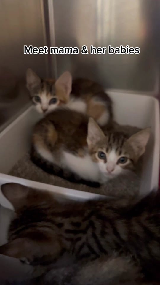 Post 8 by Desoto Parish Animal Services on TikTok (video)