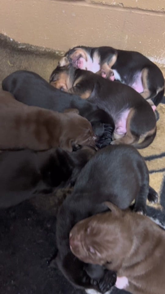 Post 7 by Desoto Parish Animal Services on TikTok (video)