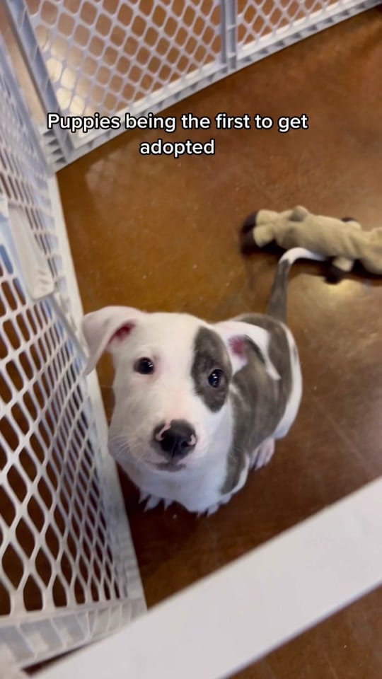 Post 6 by Desoto Parish Animal Services on TikTok (video)