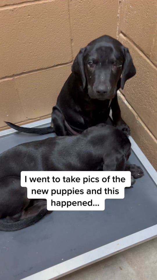 Post 10 by Desoto Parish Animal Services on TikTok (video)