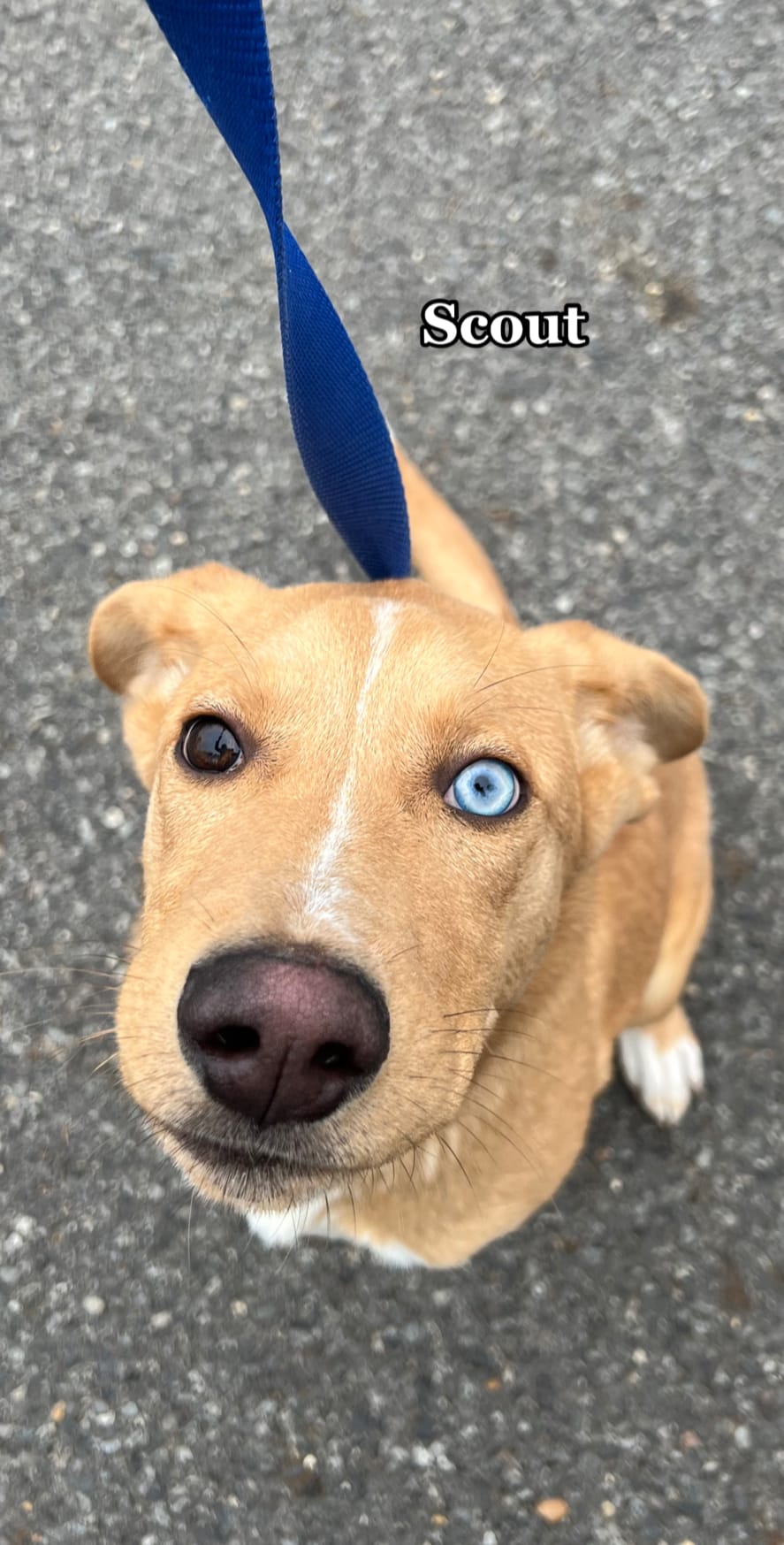 Post 2 by Desoto Parish Animal Services on TikTok (video)