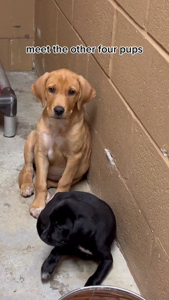 Post 9 by Desoto Parish Animal Services on TikTok (video)