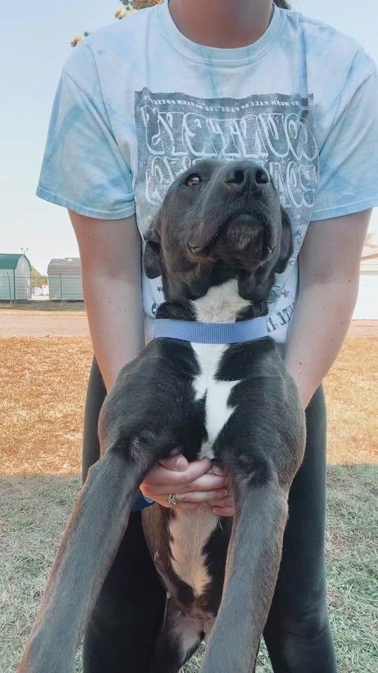 Post 4 by Desoto Parish Animal Services on TikTok (video)