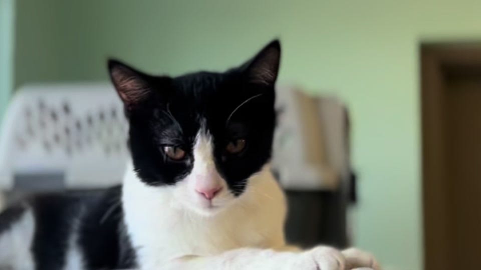 Post 1 by Cedar Valley Humane Society on TikTok (video)