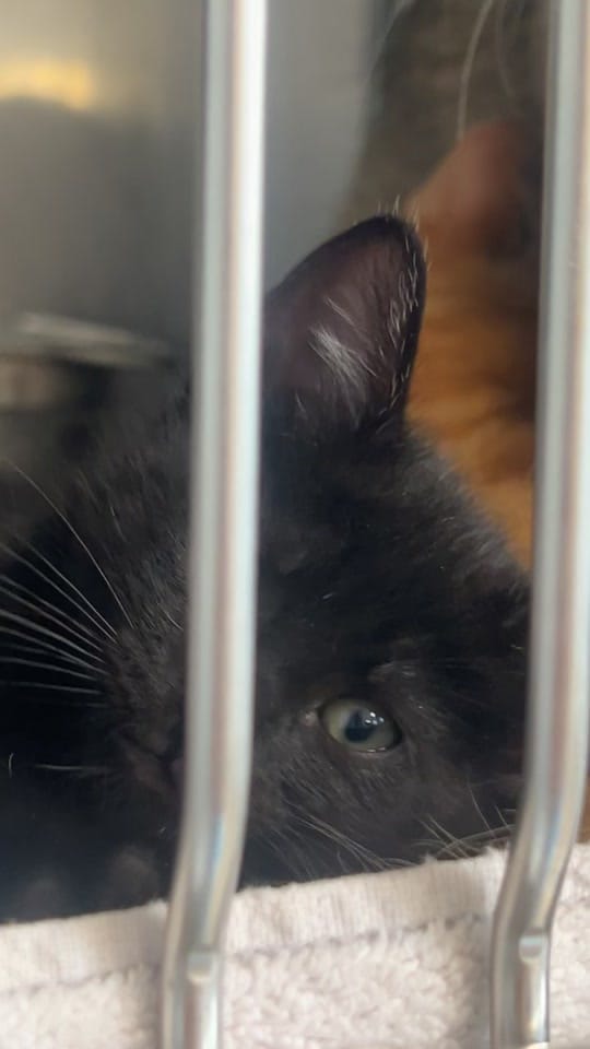 Post 6 by Cedar Valley Humane Society on TikTok (video)