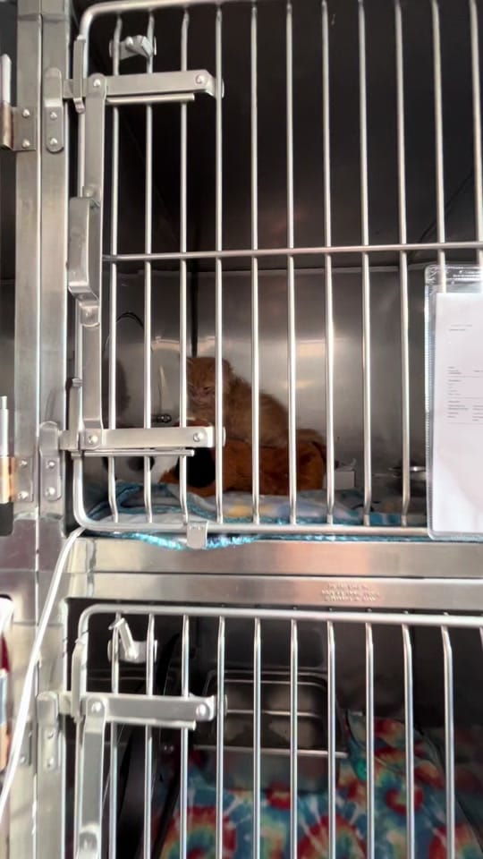 Post 4 by Cedar Valley Humane Society on TikTok (video)