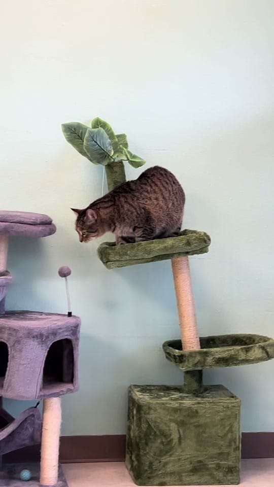 Post 5 by Cedar Valley Humane Society on TikTok (video)