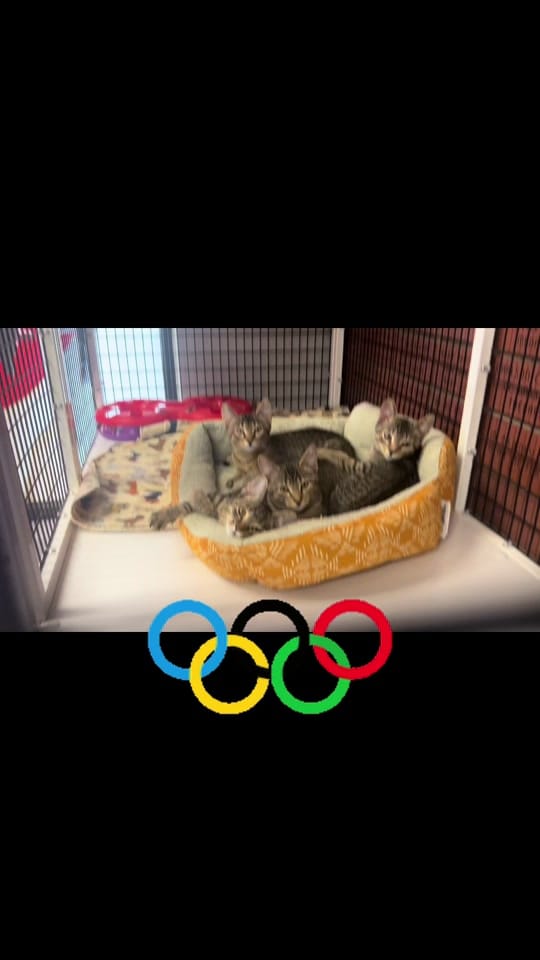 Post 8 by Cedar Valley Humane Society on TikTok (video)