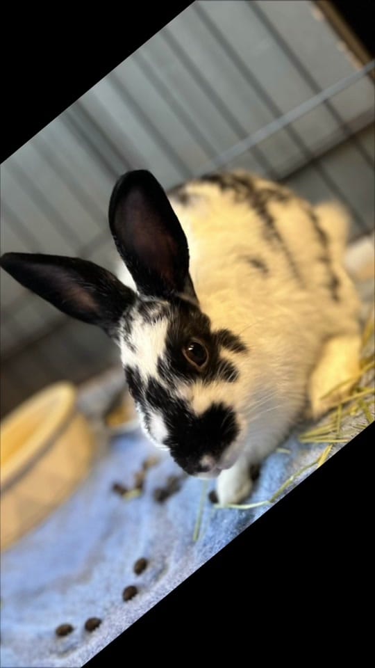 Post 7 by Cedar Valley Humane Society on TikTok (video)
