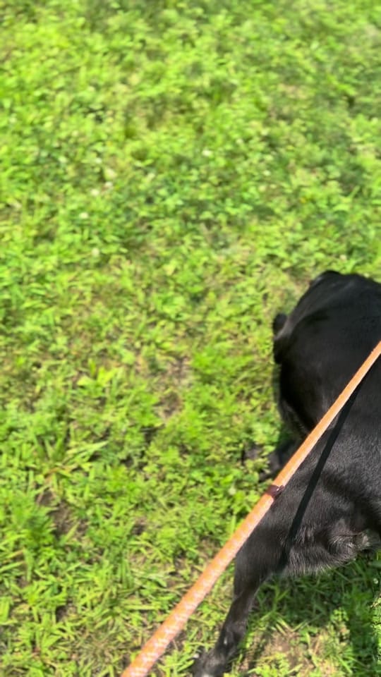 Post 9 by Cedar Valley Humane Society on TikTok (video)