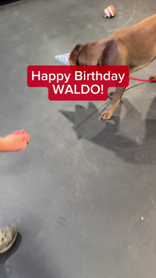 Post 1 by American Canine Academy on TikTok (video)