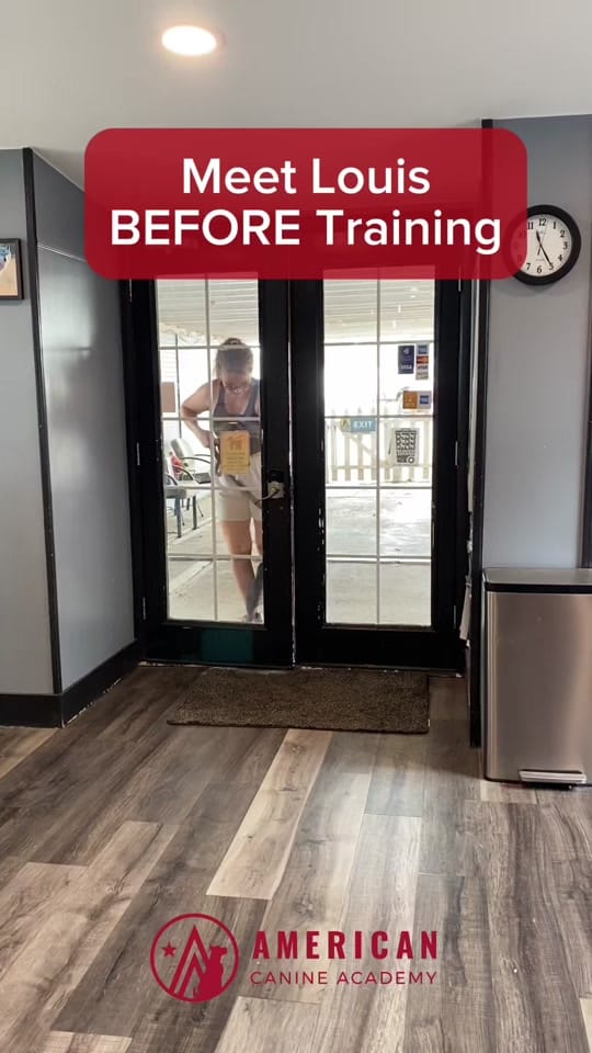 Post 4 by American Canine Academy on TikTok (video)