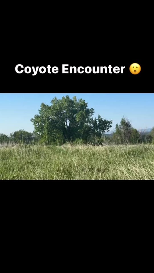 Post 5 by American Canine Academy on TikTok (video)
