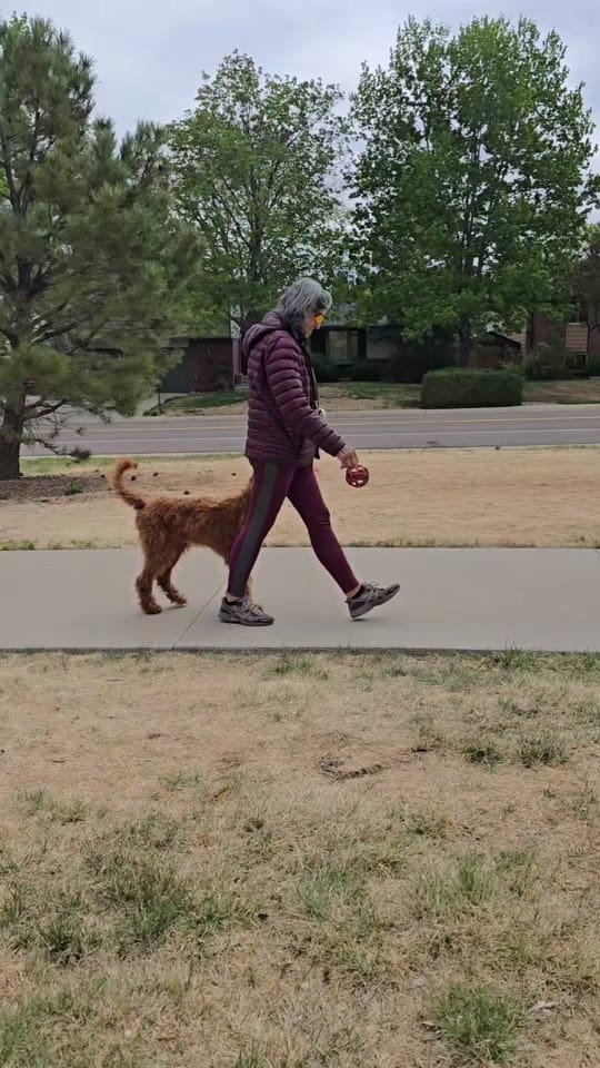 Post 8 by American Canine Academy on TikTok (video)