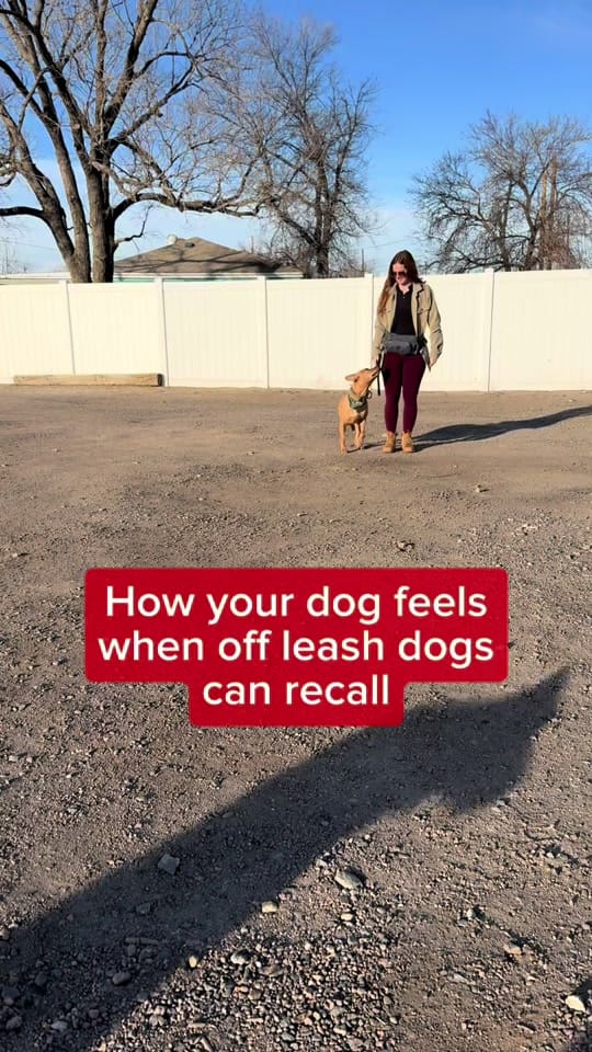 Post 2 by American Canine Academy on TikTok (video)