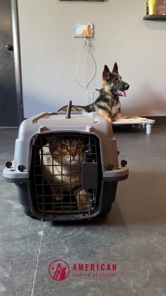 Post 6 by American Canine Academy on TikTok (video)