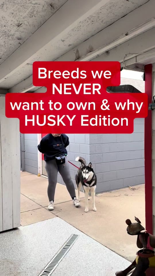 Post 10 by American Canine Academy on TikTok (video)