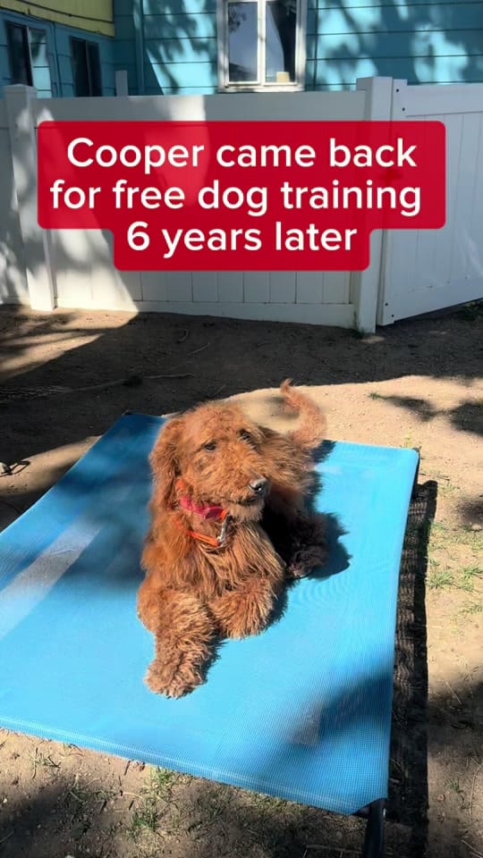 Post 9 by American Canine Academy on TikTok (video)