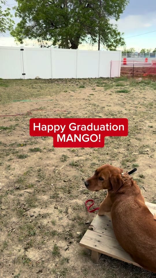 Post 7 by American Canine Academy on TikTok (video)