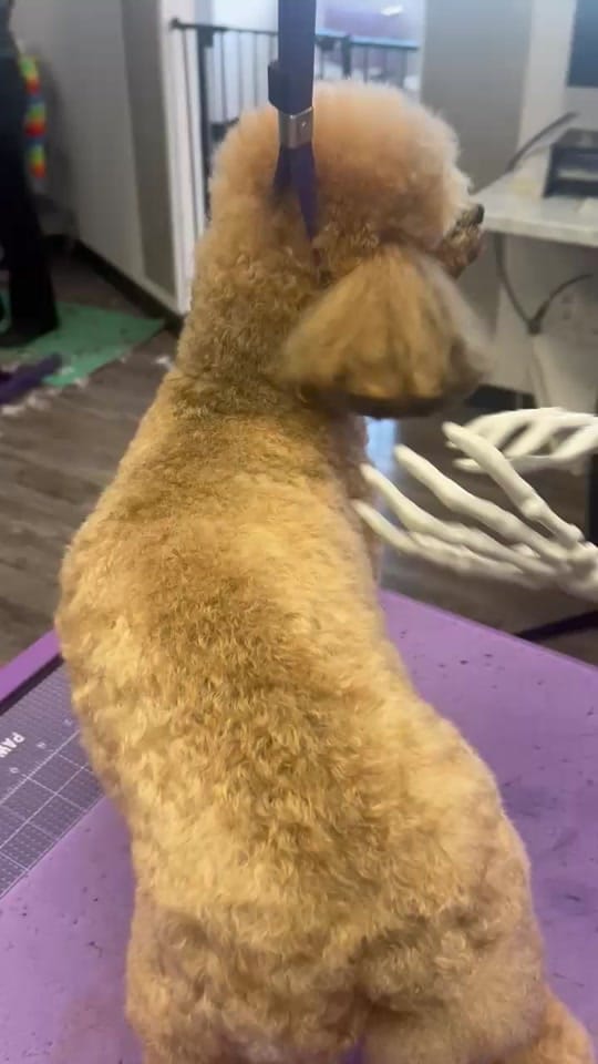 Post 2 by Laura's Paw Spaw on TikTok (video)
