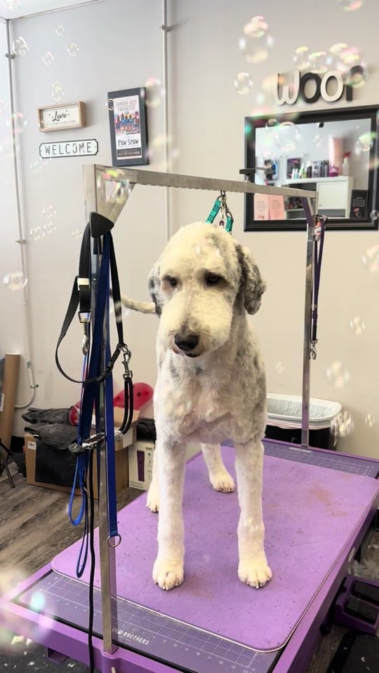Post 1 by Laura's Paw Spaw on TikTok (video)
