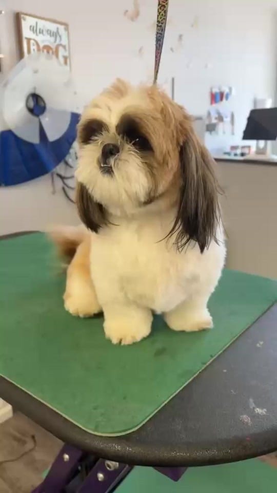 Post 5 by Laura's Paw Spaw on TikTok (video)