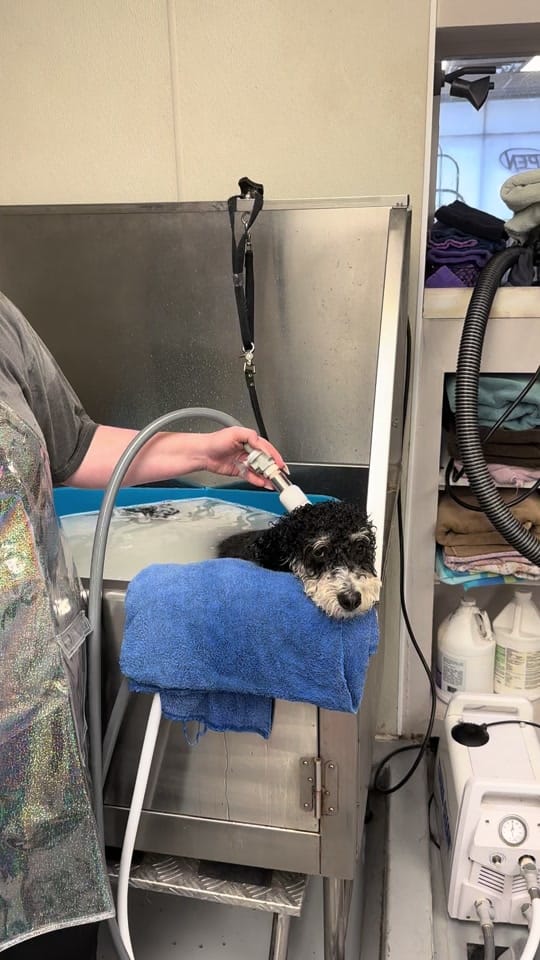 Post 9 by Laura's Paw Spaw on TikTok (video)
