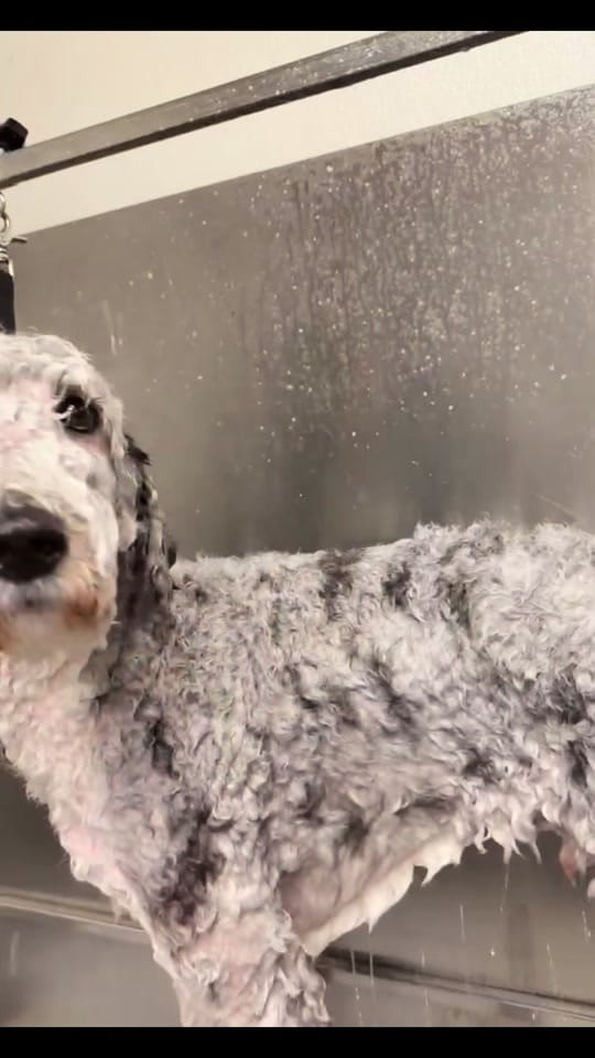 Post 3 by Laura's Paw Spaw on TikTok (video)