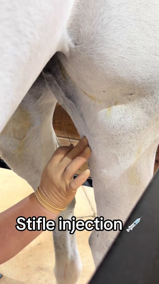 Post 2 by Alabama Performance Horse on TikTok (video)