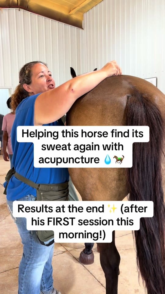 Post 1 by Alabama Performance Horse on TikTok (video)