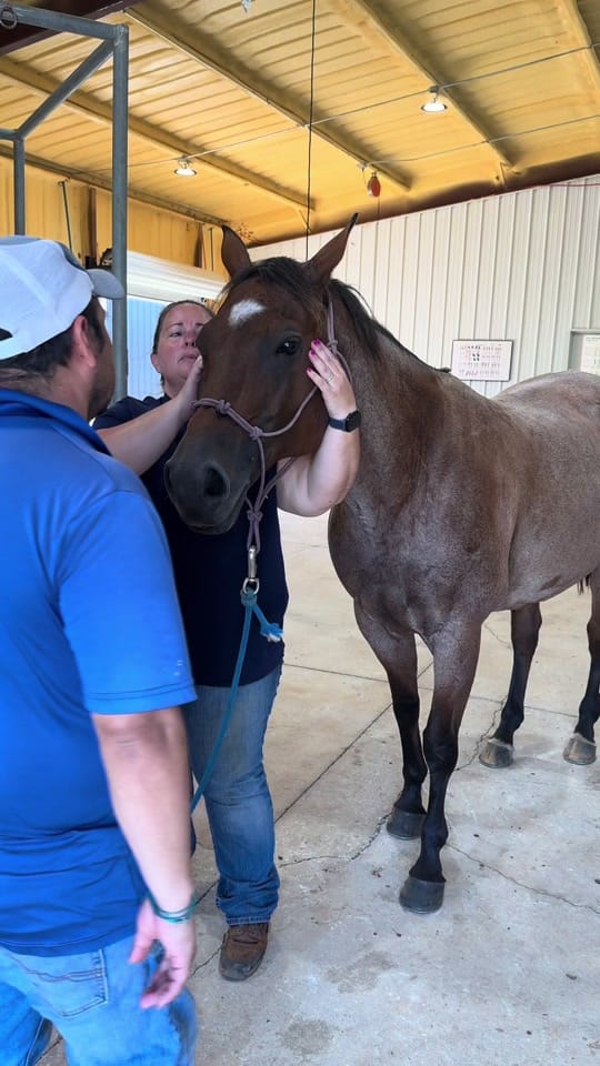 Post 9 by Alabama Performance Horse on TikTok (video)