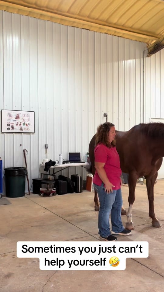 Post 6 by Alabama Performance Horse on TikTok (video)
