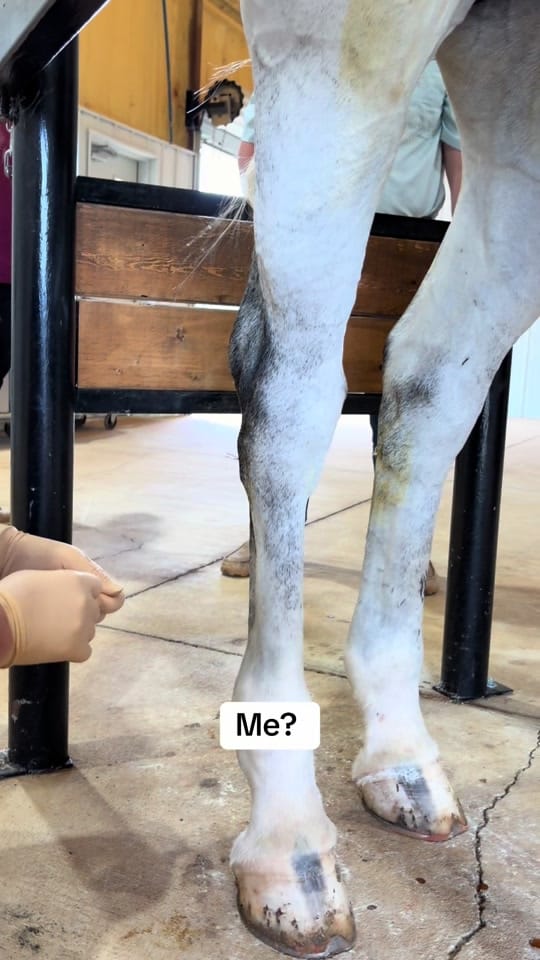 Post 4 by Alabama Performance Horse on TikTok (video)
