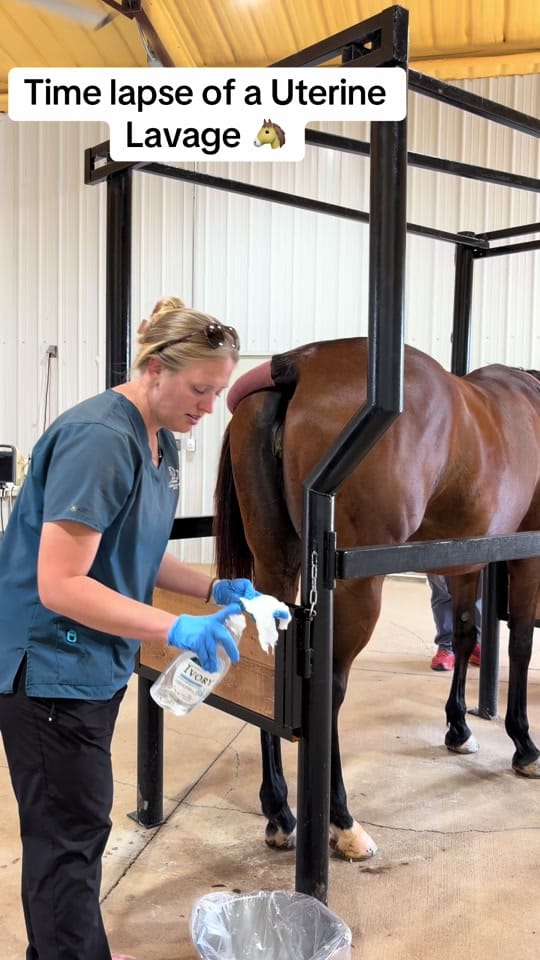 Post 7 by Alabama Performance Horse on TikTok (video)