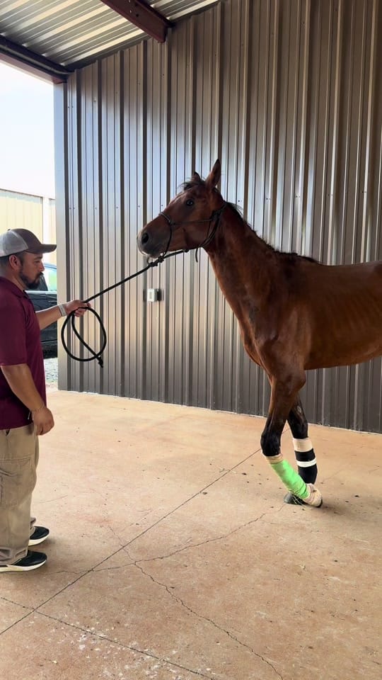 Post 10 by Alabama Performance Horse on TikTok (video)