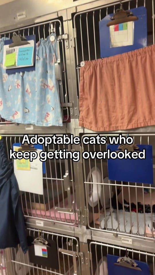 Post 2 by Fort Wayne Animal Care on TikTok (video)
