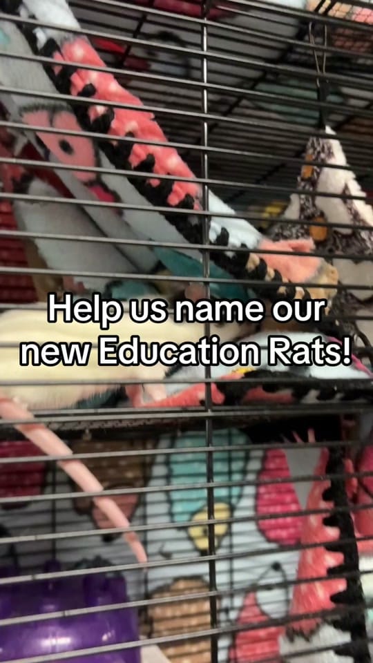 Post 5 by Fort Wayne Animal Care on TikTok (video)