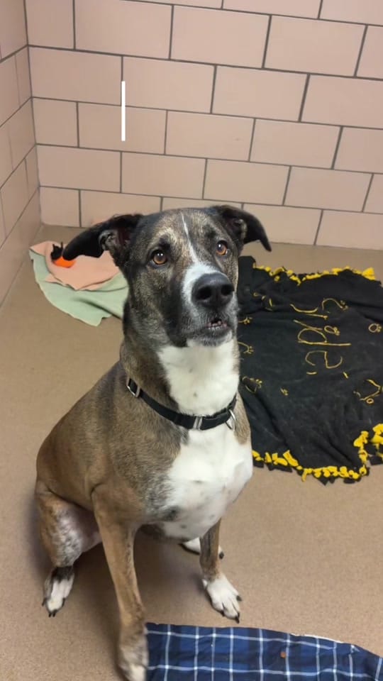 Post 1 by Fort Wayne Animal Care on TikTok (video)