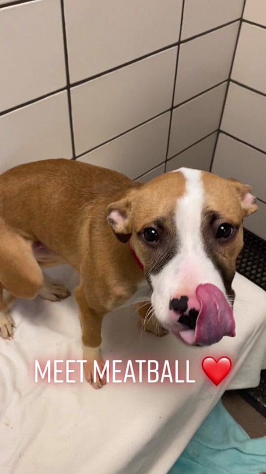 Post 8 by Fort Wayne Animal Care on TikTok (video)