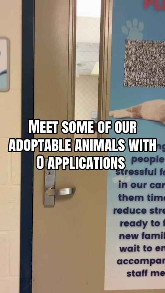 Post 4 by Fort Wayne Animal Care on TikTok (video)