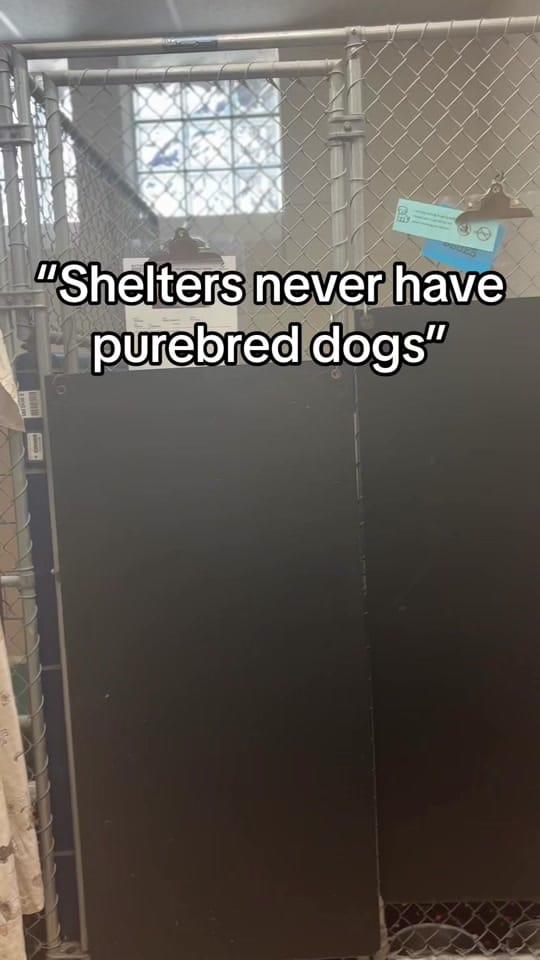 Post 7 by Fort Wayne Animal Care on TikTok (video)