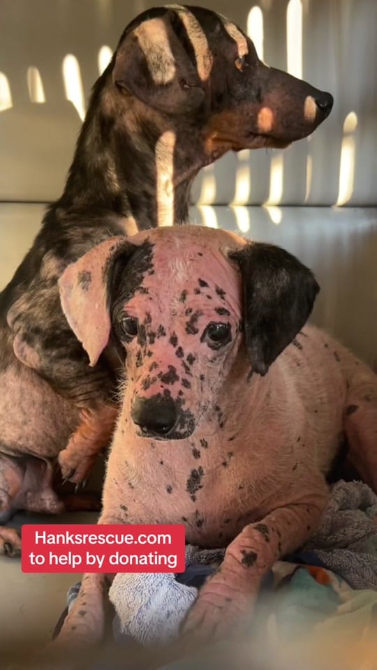 Post 10 by Hanks Rescue on TikTok (video)