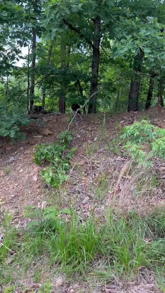 Post 8 by Hanks Rescue on TikTok (video)