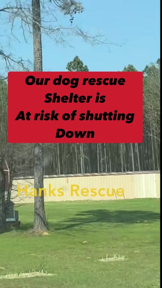 Post 2 by Hanks Rescue on TikTok (video)